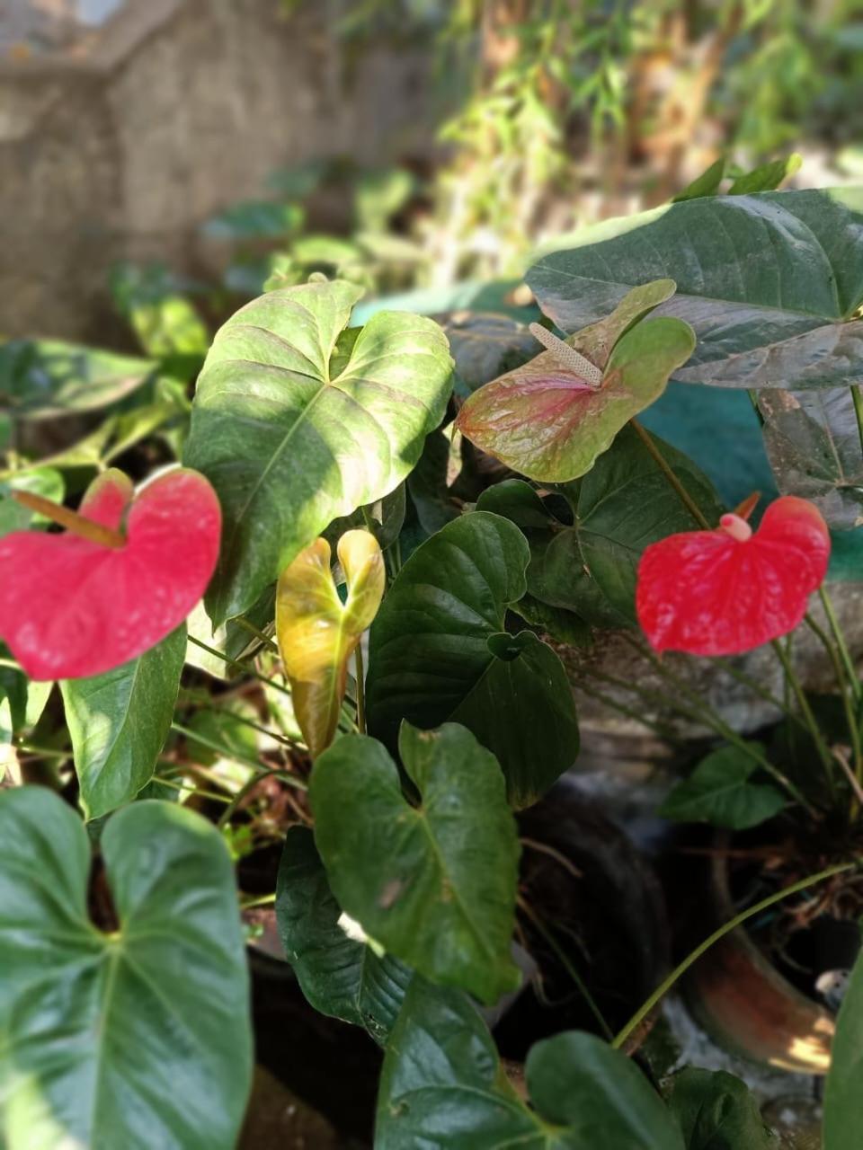 Chaithritha Ladies Homestay Thiruvananthapuram Exteriör bild